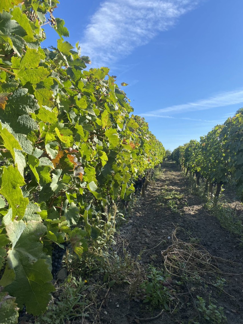 Inside La Place - An immersion into the Harvest 2023! – Roland Coiffe ...